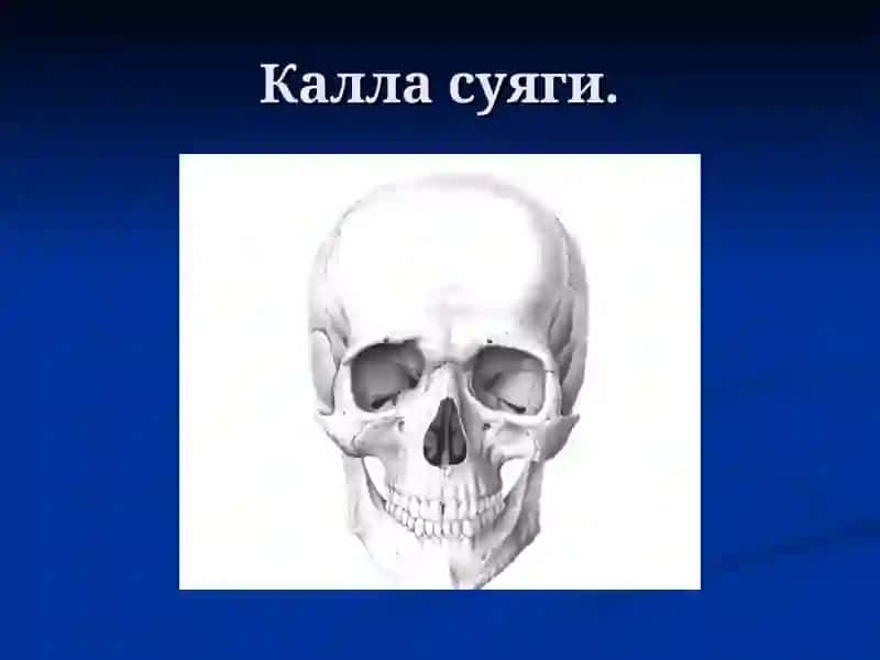 Калла суяги ва бош миянинг тиббий визуализацияси 3