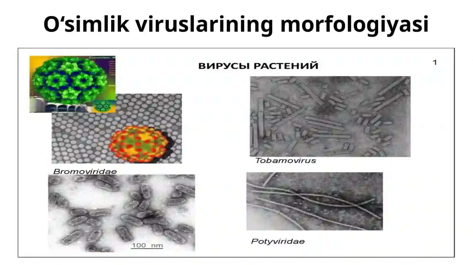 Viruslar Tuzilishi 3