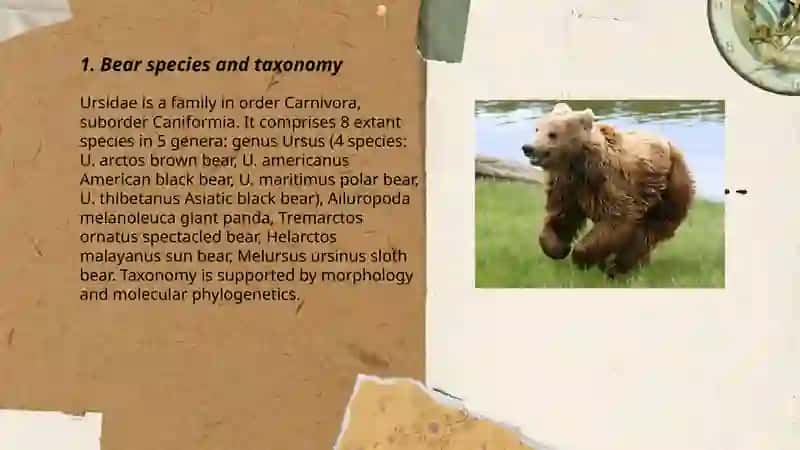 Bear 3