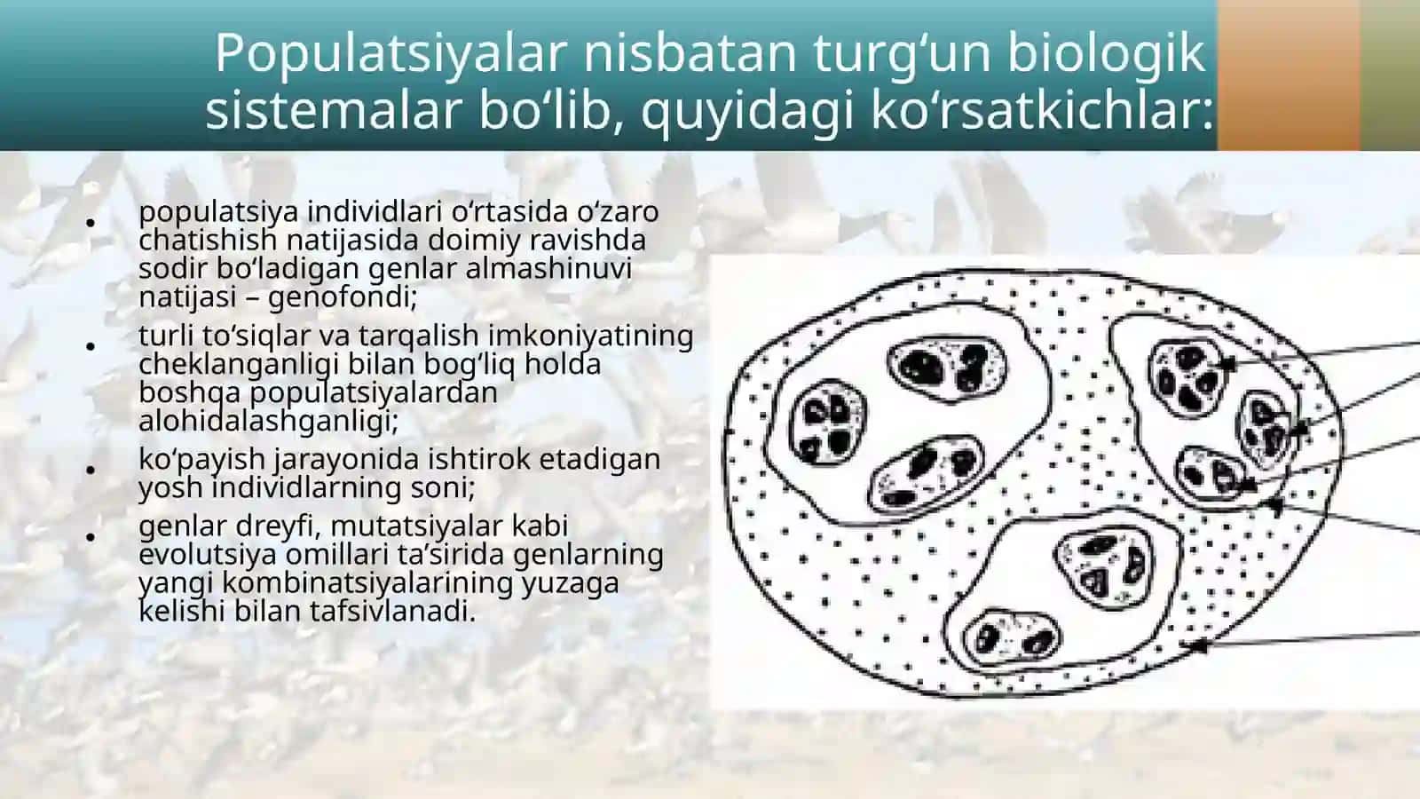 Populatsion strukturasining tushunchalari 3