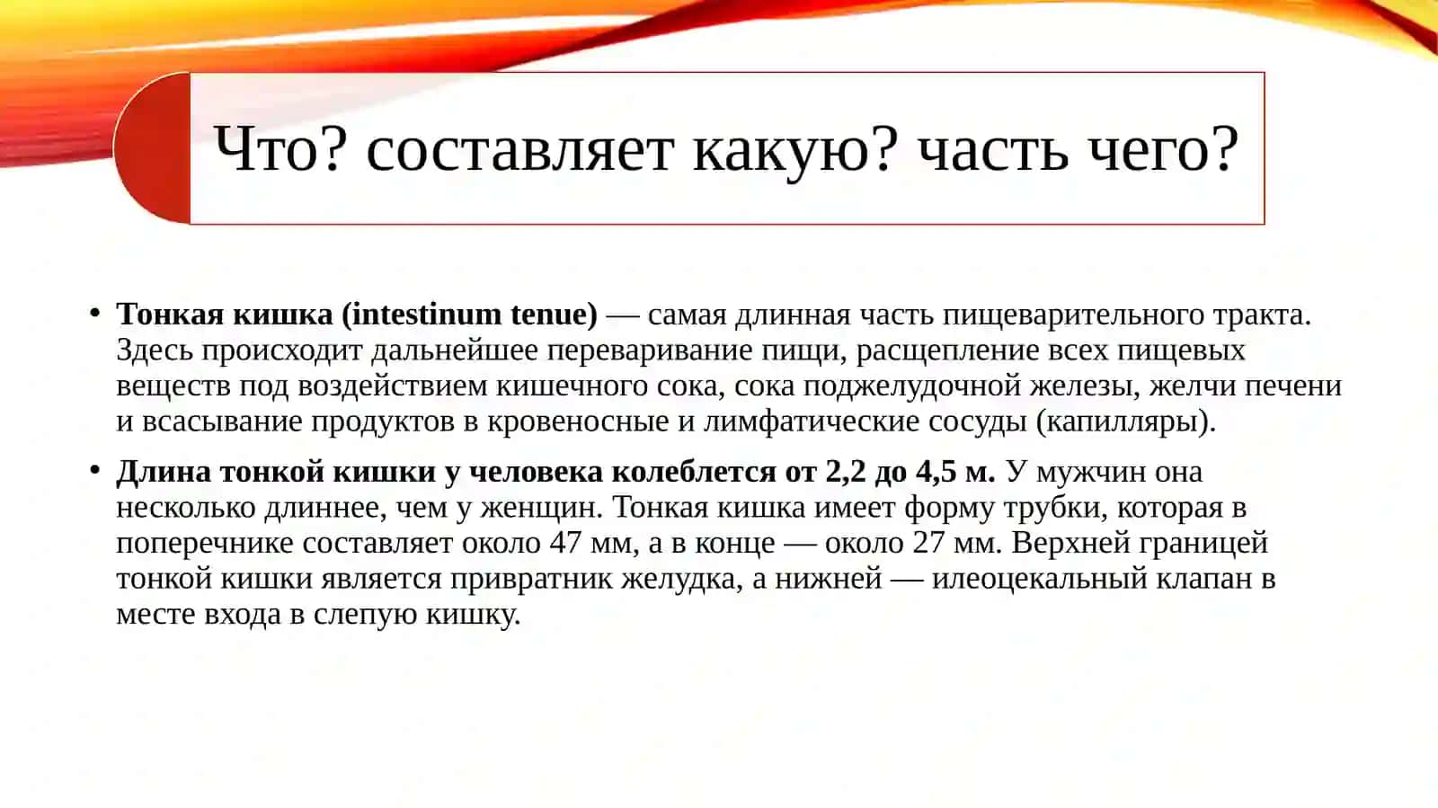 Тонкая кишка (intestinum tenue) 3
