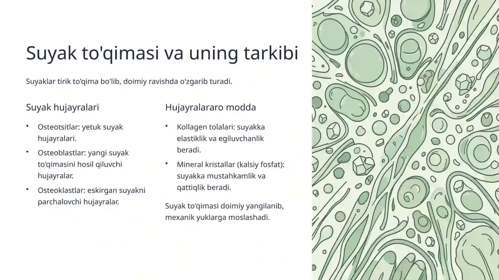 Suyakning turlari va vazifalari 3