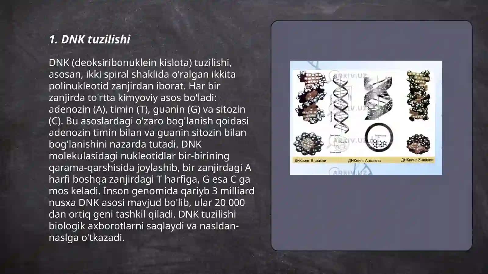 DNK replikatsiyasi 3