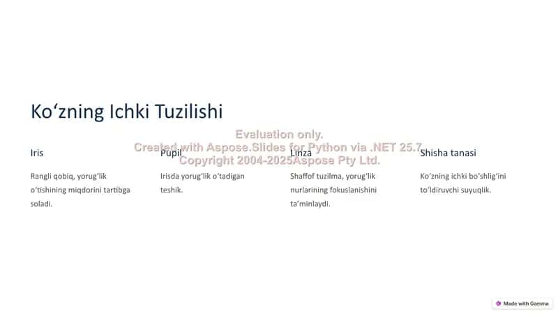 Koʻruv Analizatorining Funksional va Klinik Anatomiyasi 3