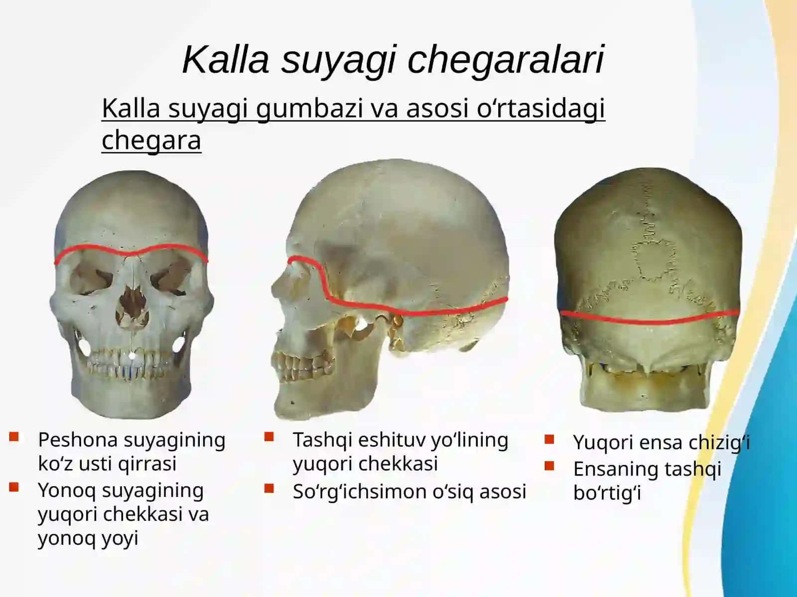 Boshning miya qismi topografik anatomiyasi 3