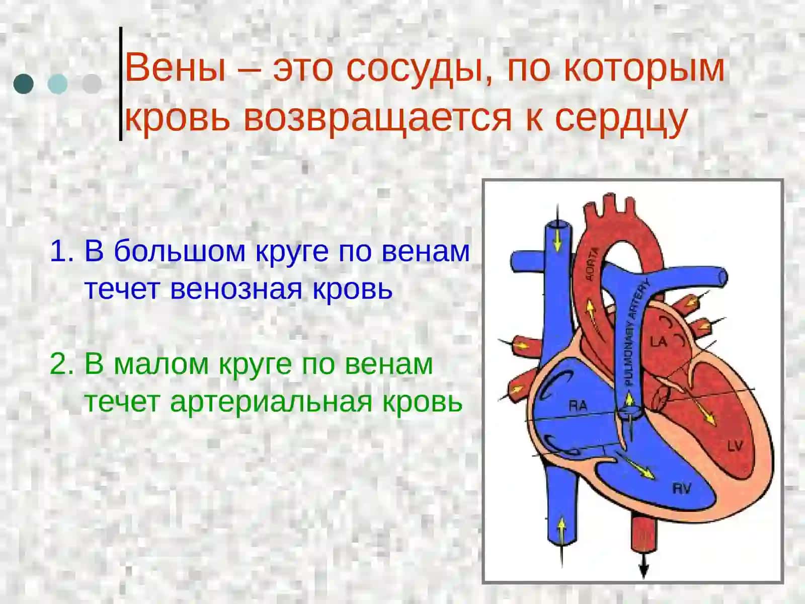 Анатомия венозной системы 3