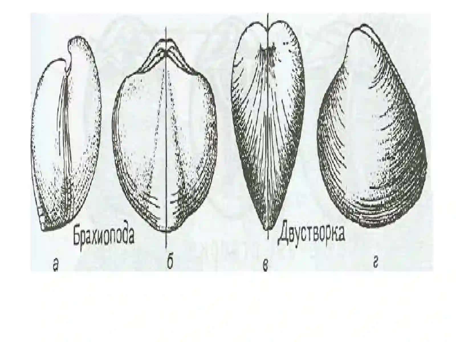 БРАХИОПОДАЛАР ТИПИ.BRACHIOPODA 3