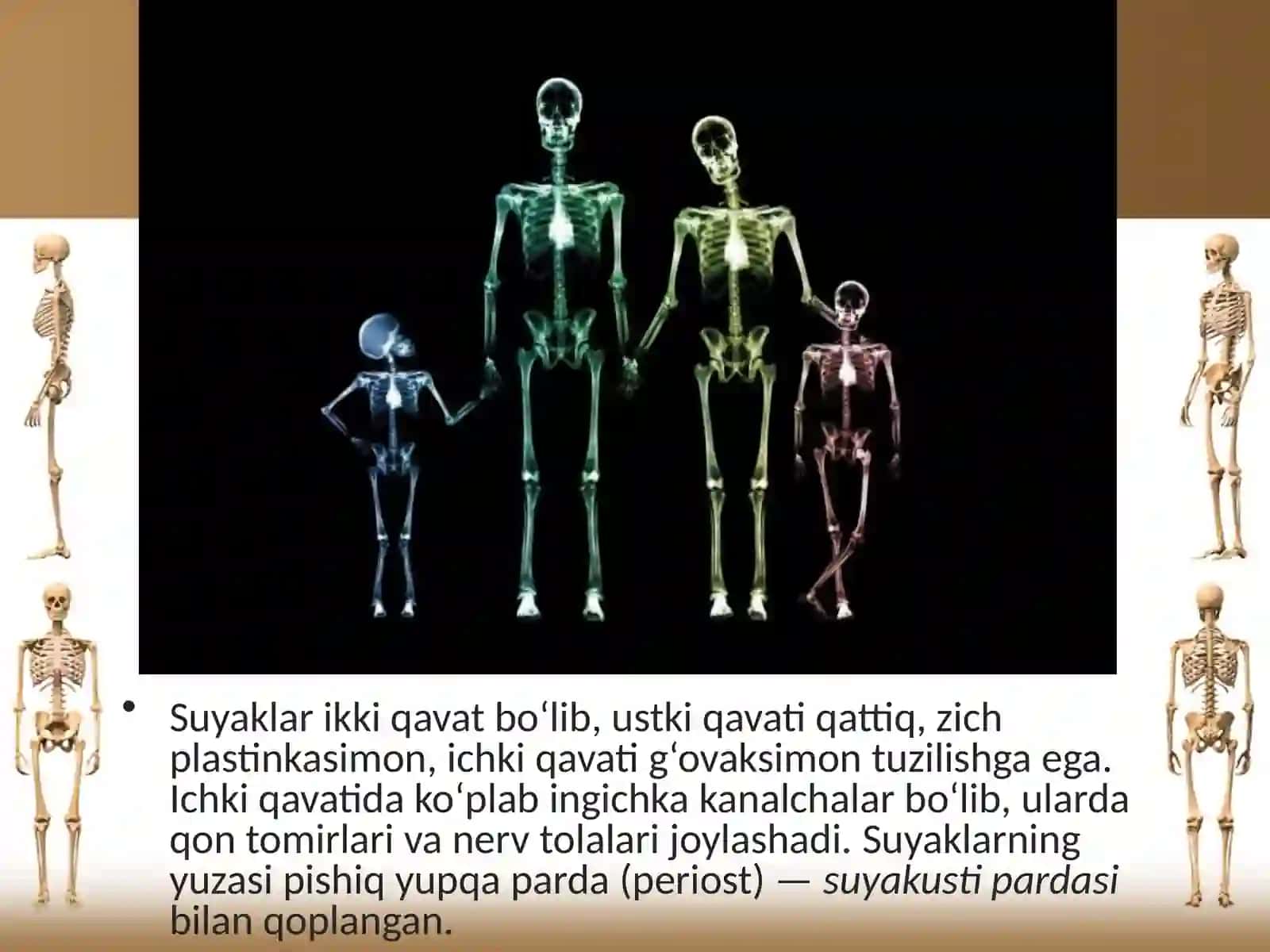 Suyaklarning tuzilishi va tarkibi 3