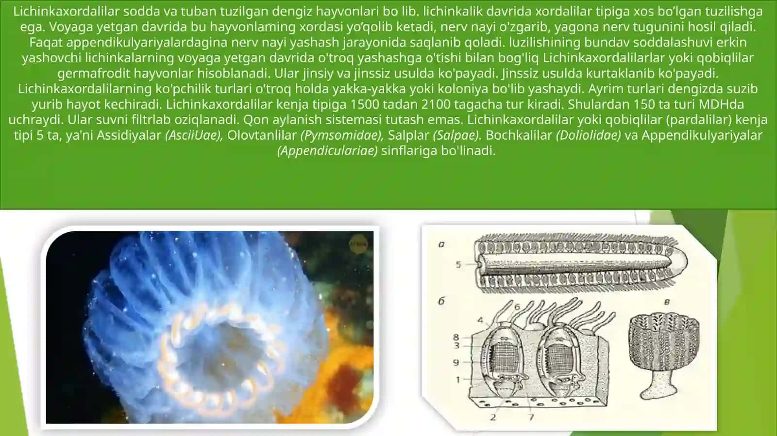 Umurtqalilar zoologiyasi 3