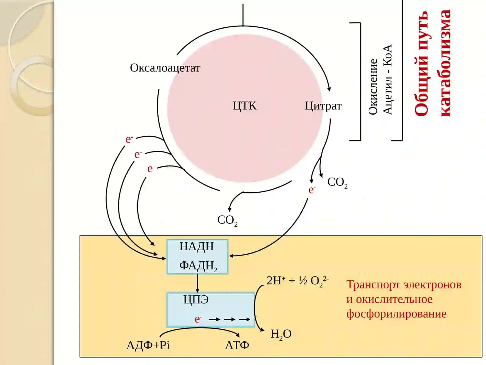 Цикл трикарбоновых кислот 3