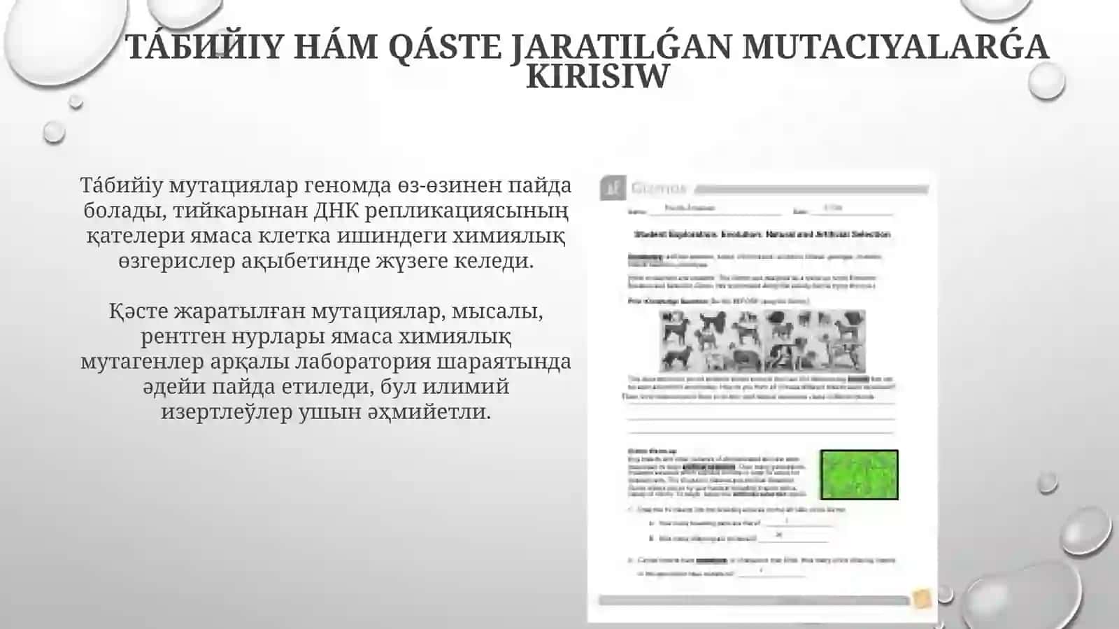 Tabiyiy ham jasalma mutatsiyalar 3