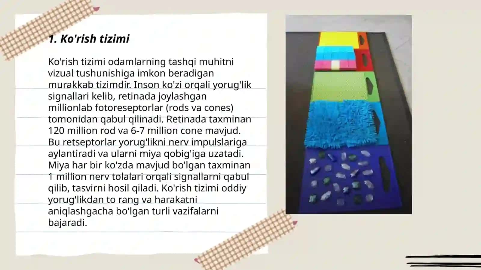 Sezgi azolarining faoliyati 3