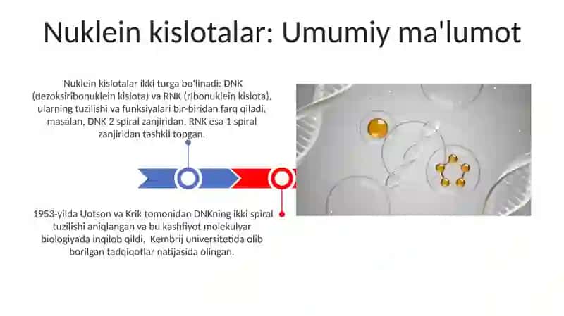 Nuklein kislotalar 3