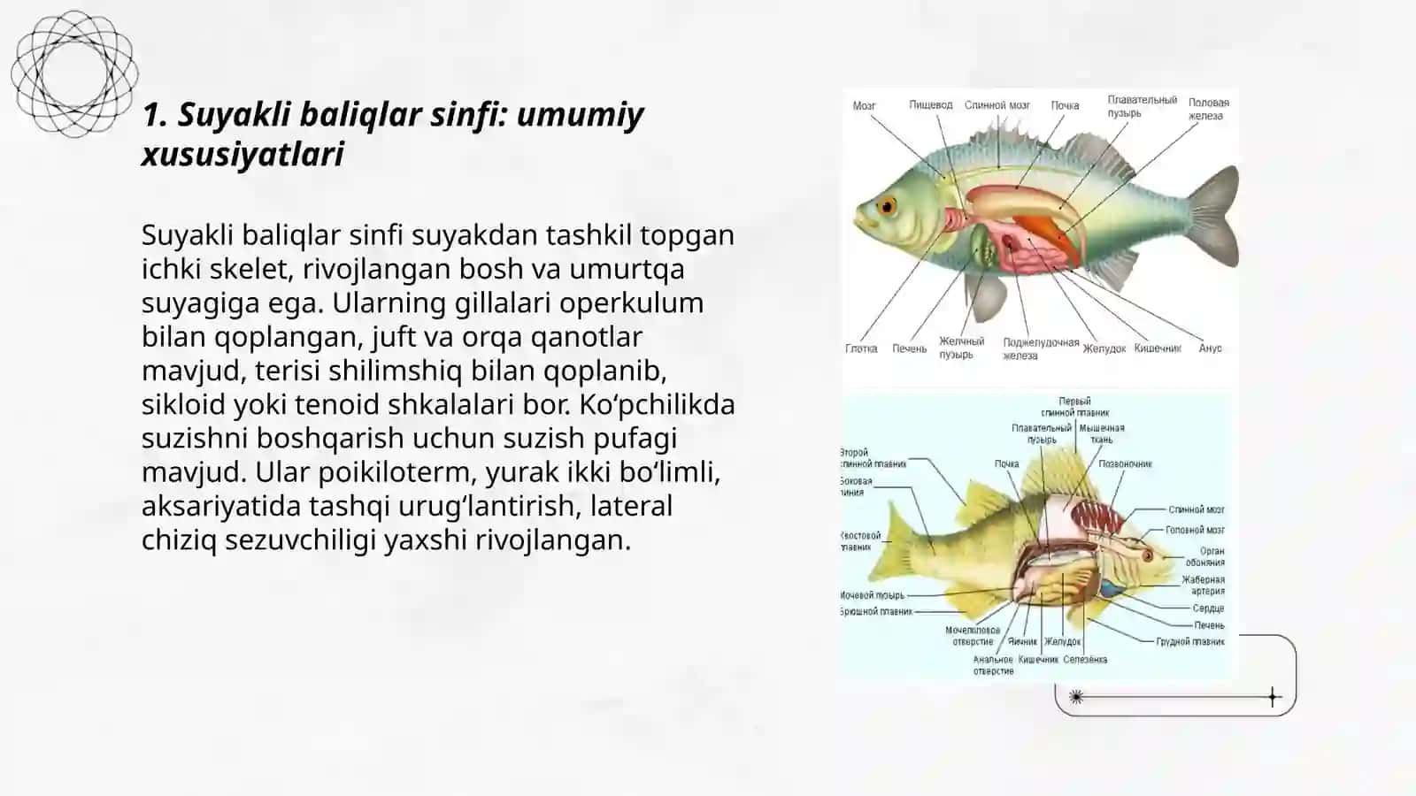 Suyakli baliqlar sinfi 3
