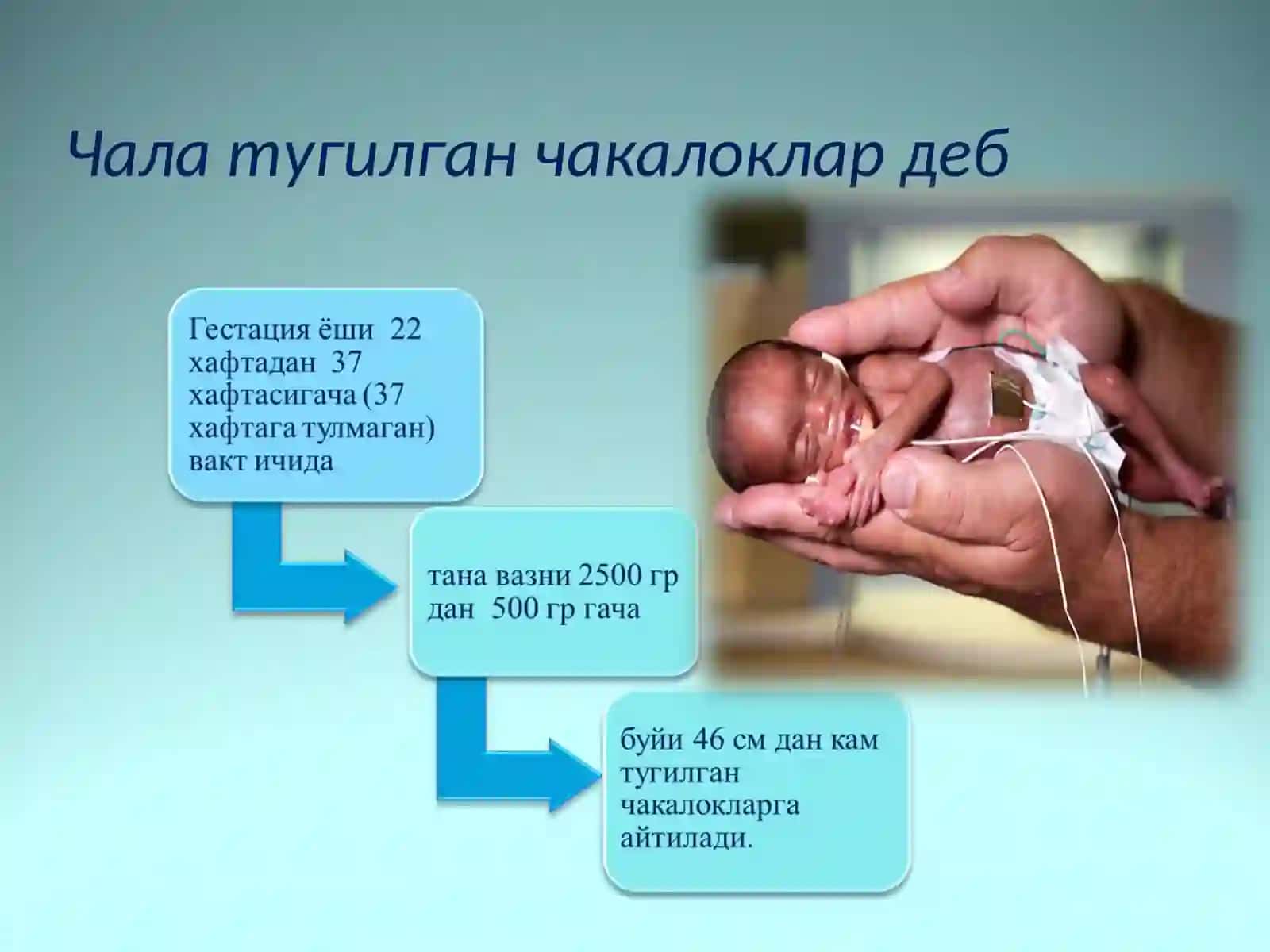 Чала тугилган чакалоклар 3