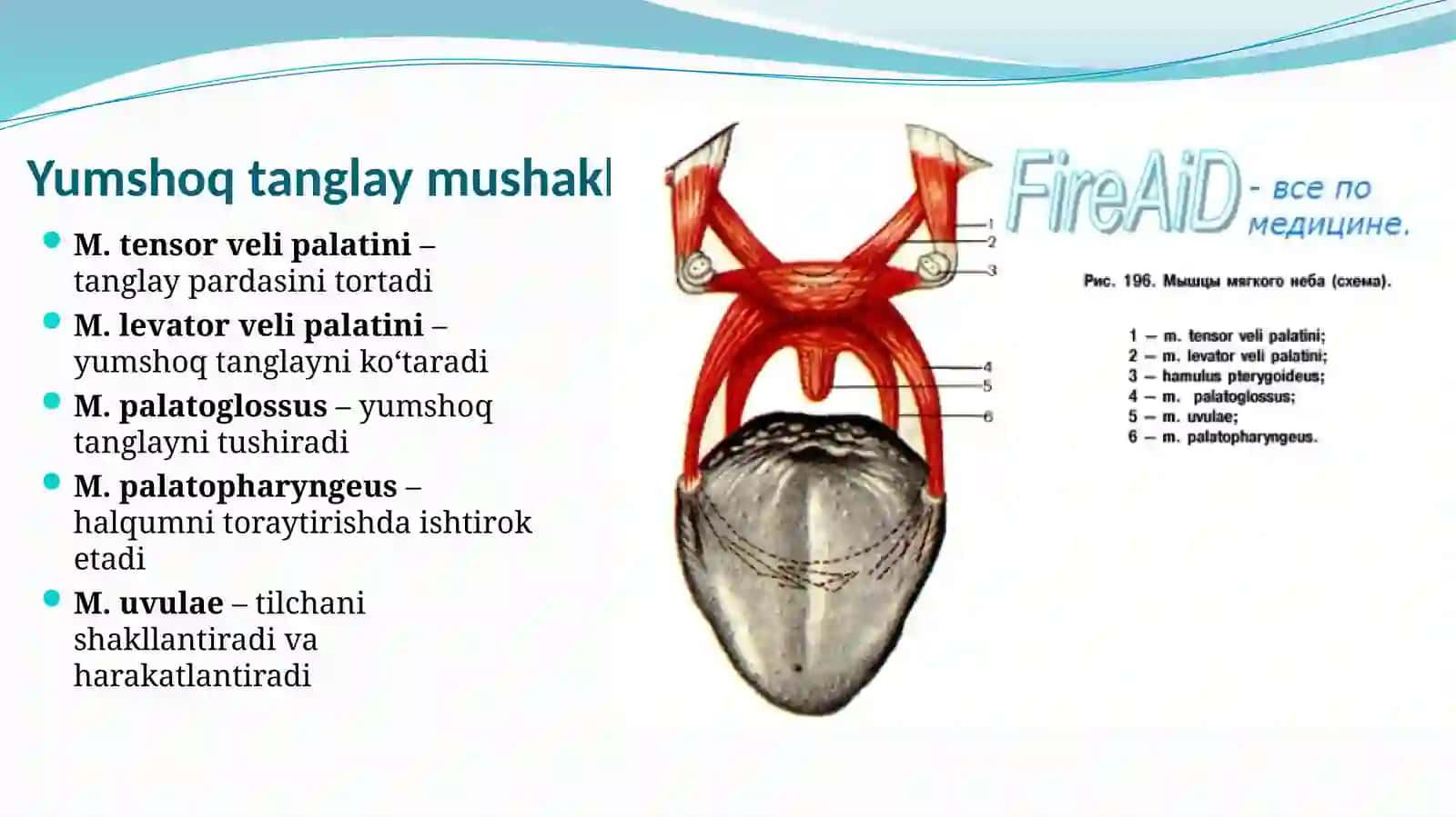 Yumshoq tanglay klinik anatomiyasi 3