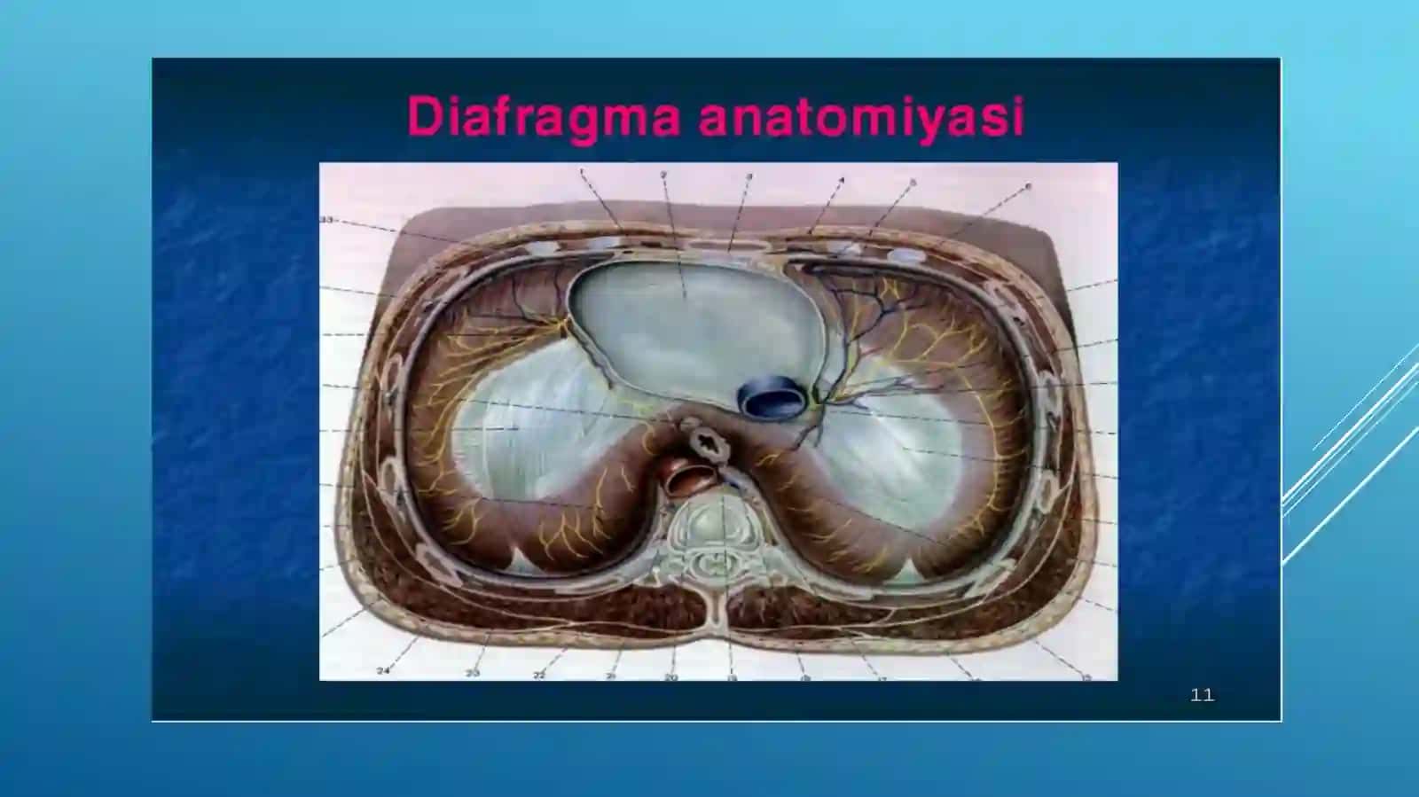 Diafragmal churralar 3