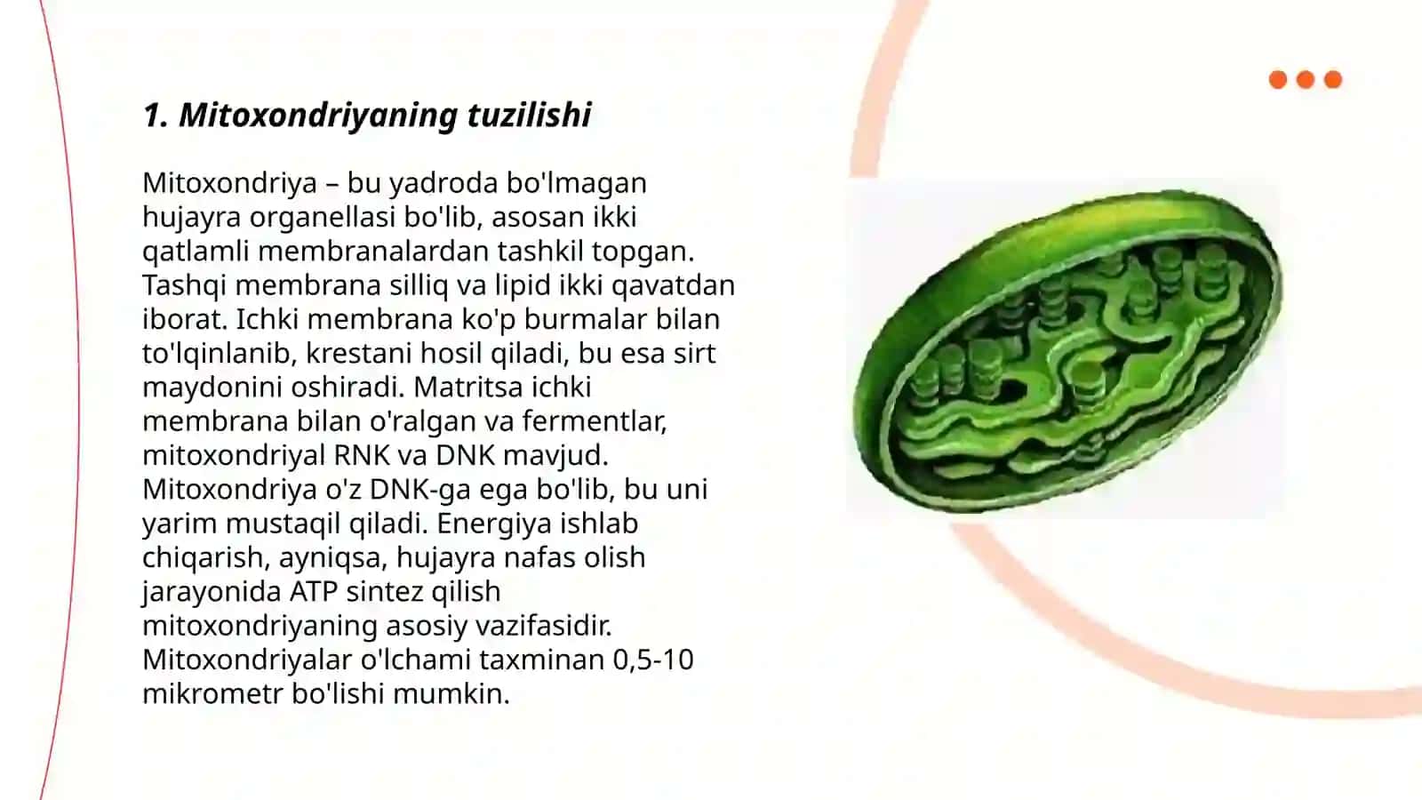 Mitoxondriya tuzilishi 3