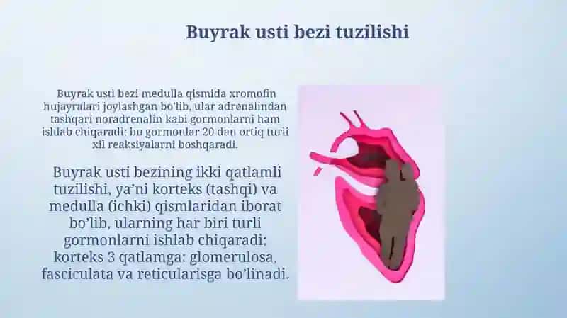 Ichki sekretsiya bezlarining tuzilishi 3