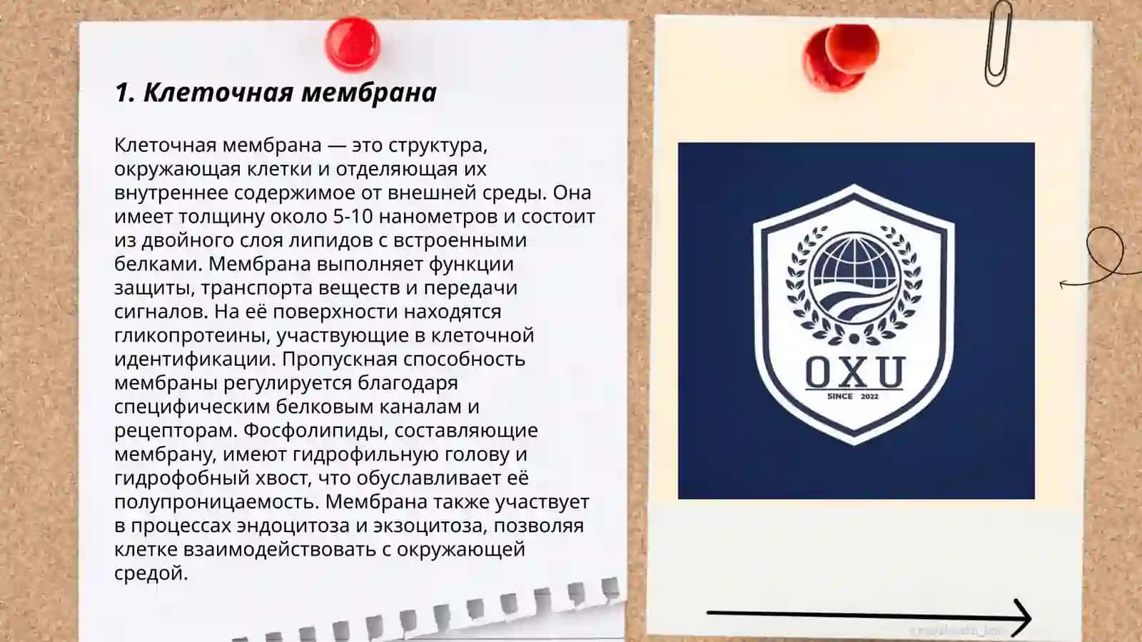 Клеточная мембрана 3