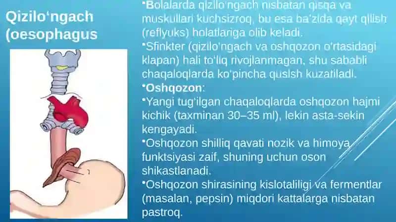 Bolalar hazm tizimi anatomik-fiziologik xususiyatlari 3