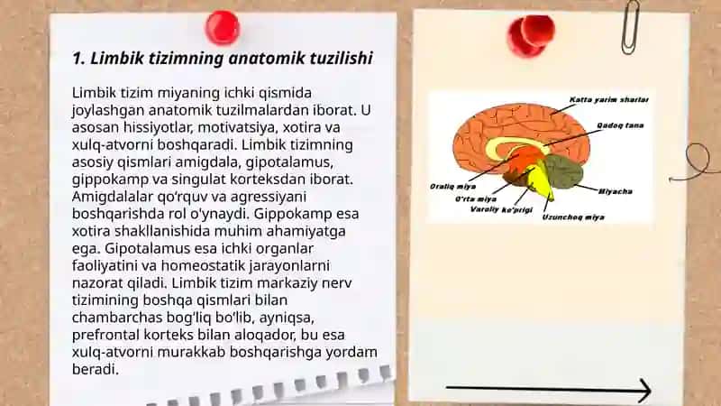 Limbik tizim asosiy anatomik xosilalari 3