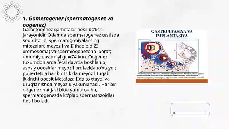 Odamlar embriologiyasi asoslari 3