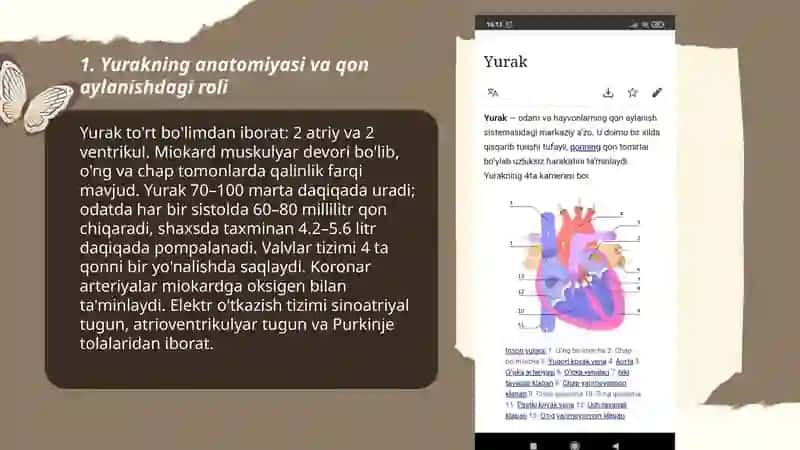 Yurakning qon aylanishdagi roli 3