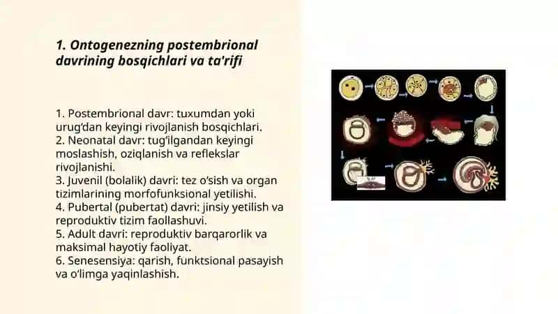 Ontogenezning postembrional davri 3