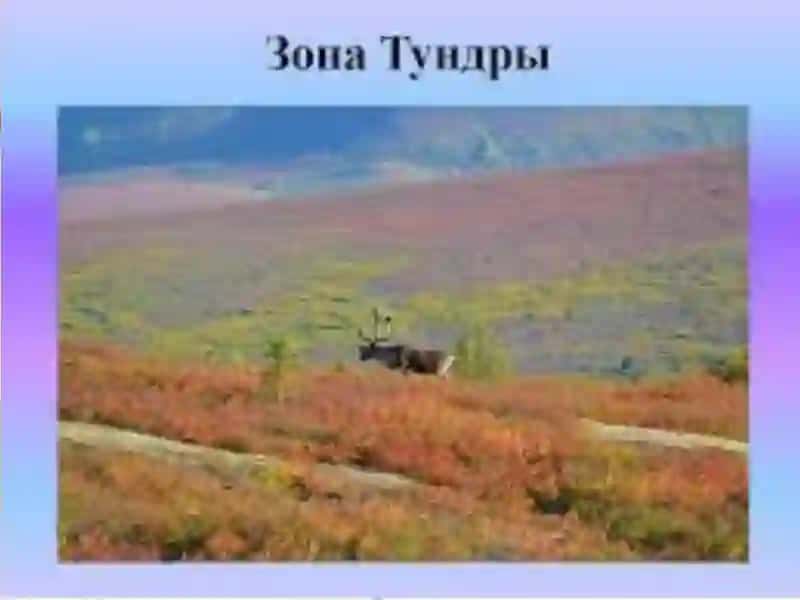 ARKTIKA VASUBARKTIKATUNDRASININGTUPROQLARI 3