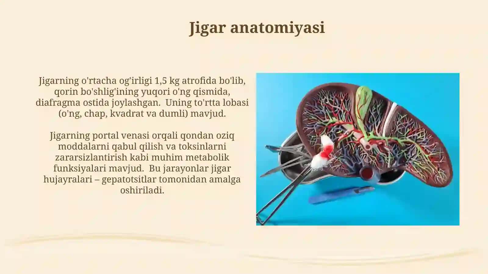 Jigar va me'da ostibezianatomiyasi 3