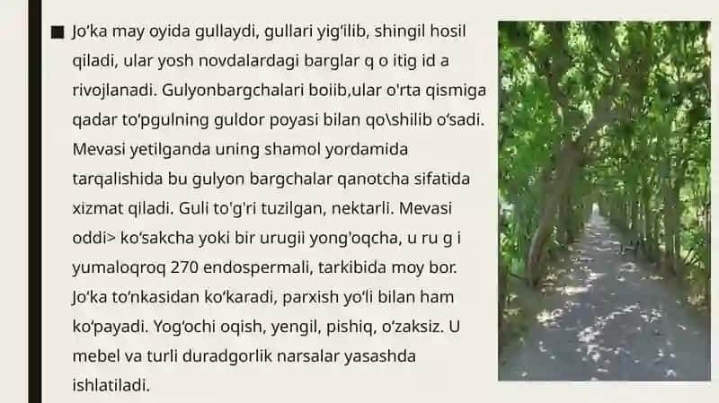 Jo’kadoshlar oilasi va dorivor xususiyatlari 3