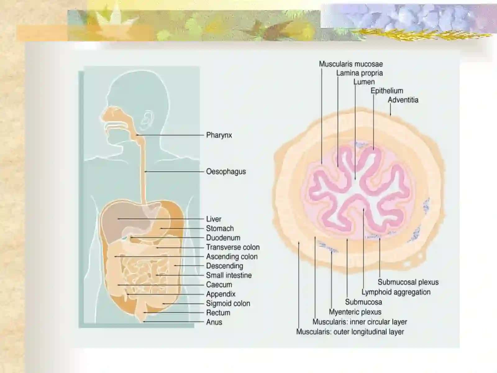 ME'DA VAO`N IKKIBARMOQLIICHAK YARAKASALLIGI 3