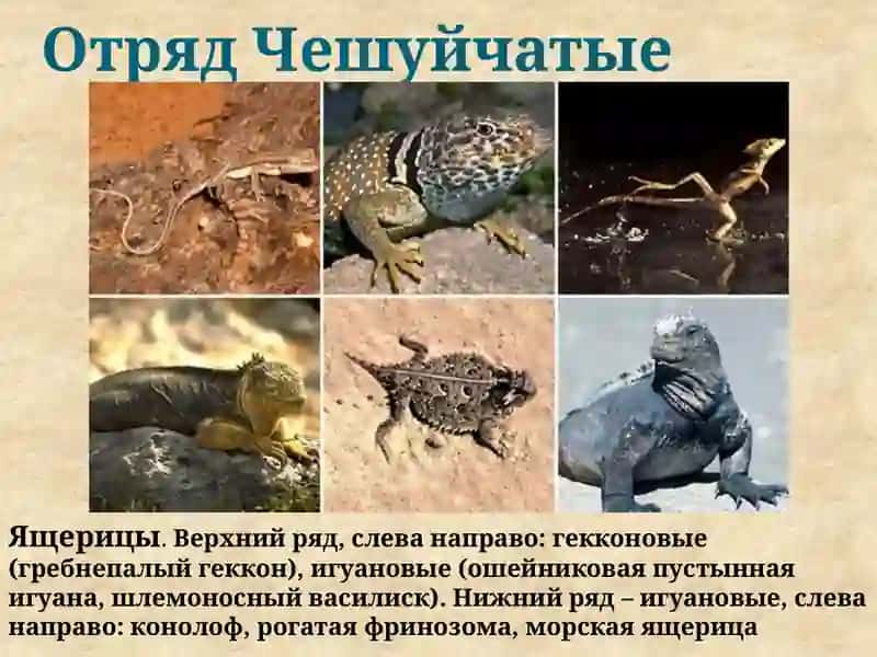 МОРФО БИОЛОГИЧЕСКАЯ ХАРАКТЕРИСТИКА РЕПТИЛИИ 3