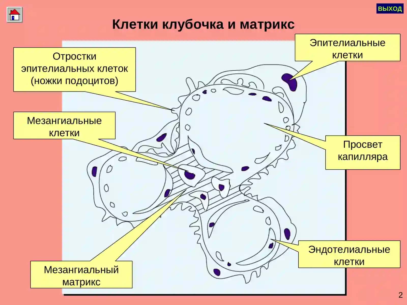 ГЛОМЕРУЛОНЕФРИТЛАР ПИЕЛОНЕФРИТЛАР 3
