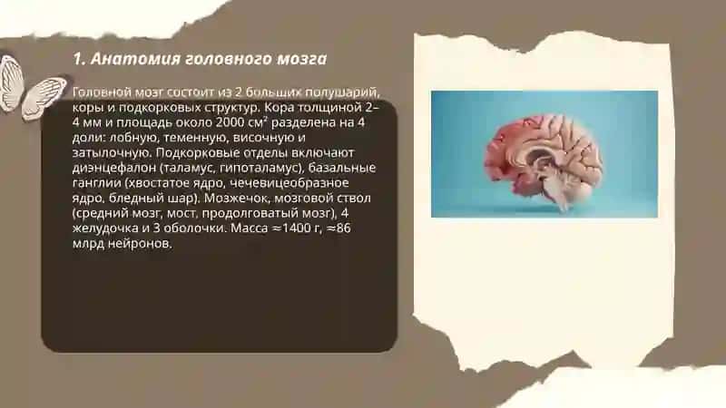 Головной мозг 3