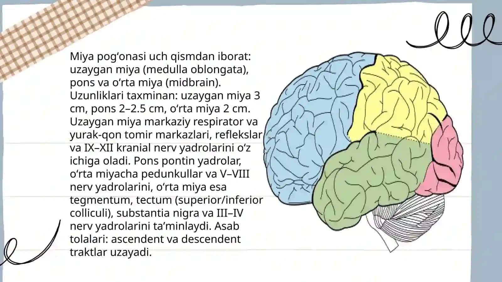 miya pogʻonasi va uning ahamiyati 3