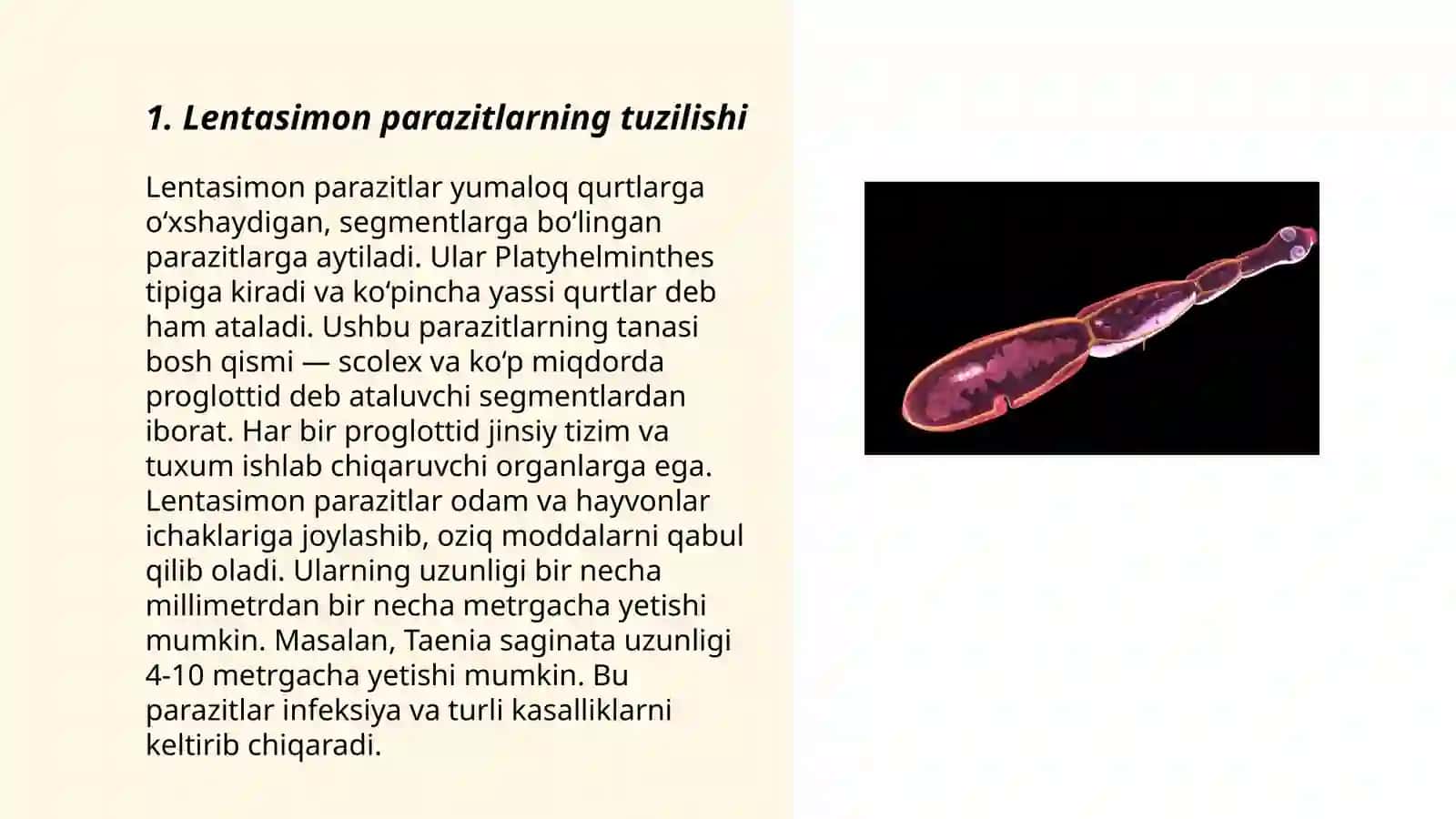 Lentasimon parazitlarning tuzilishi 3