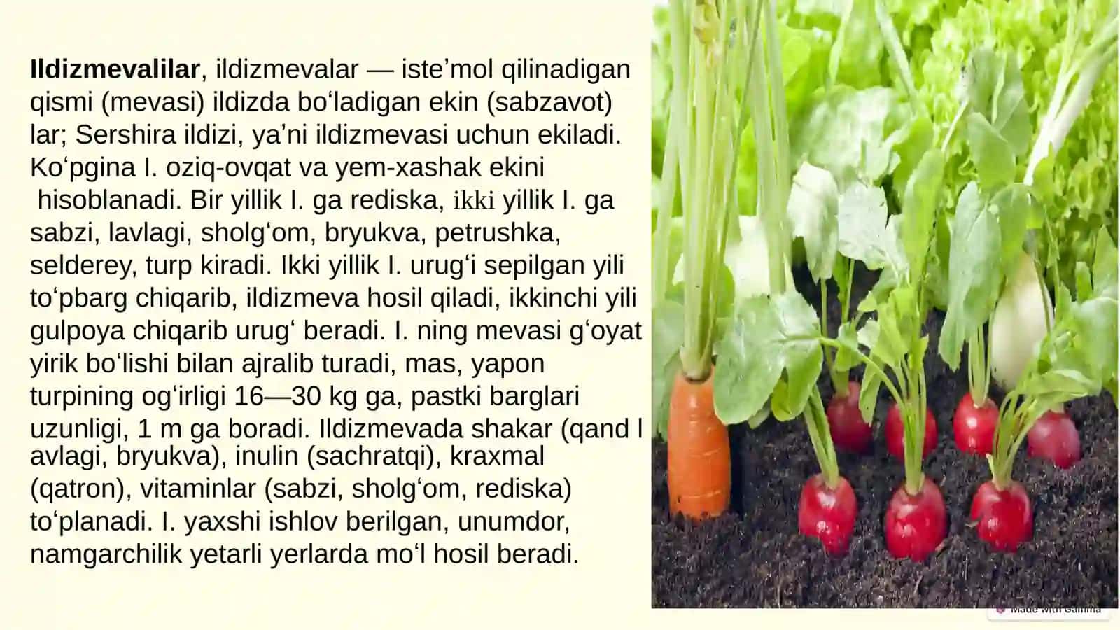 Ildizmevalarning dorivorlik xususiyatlari 3