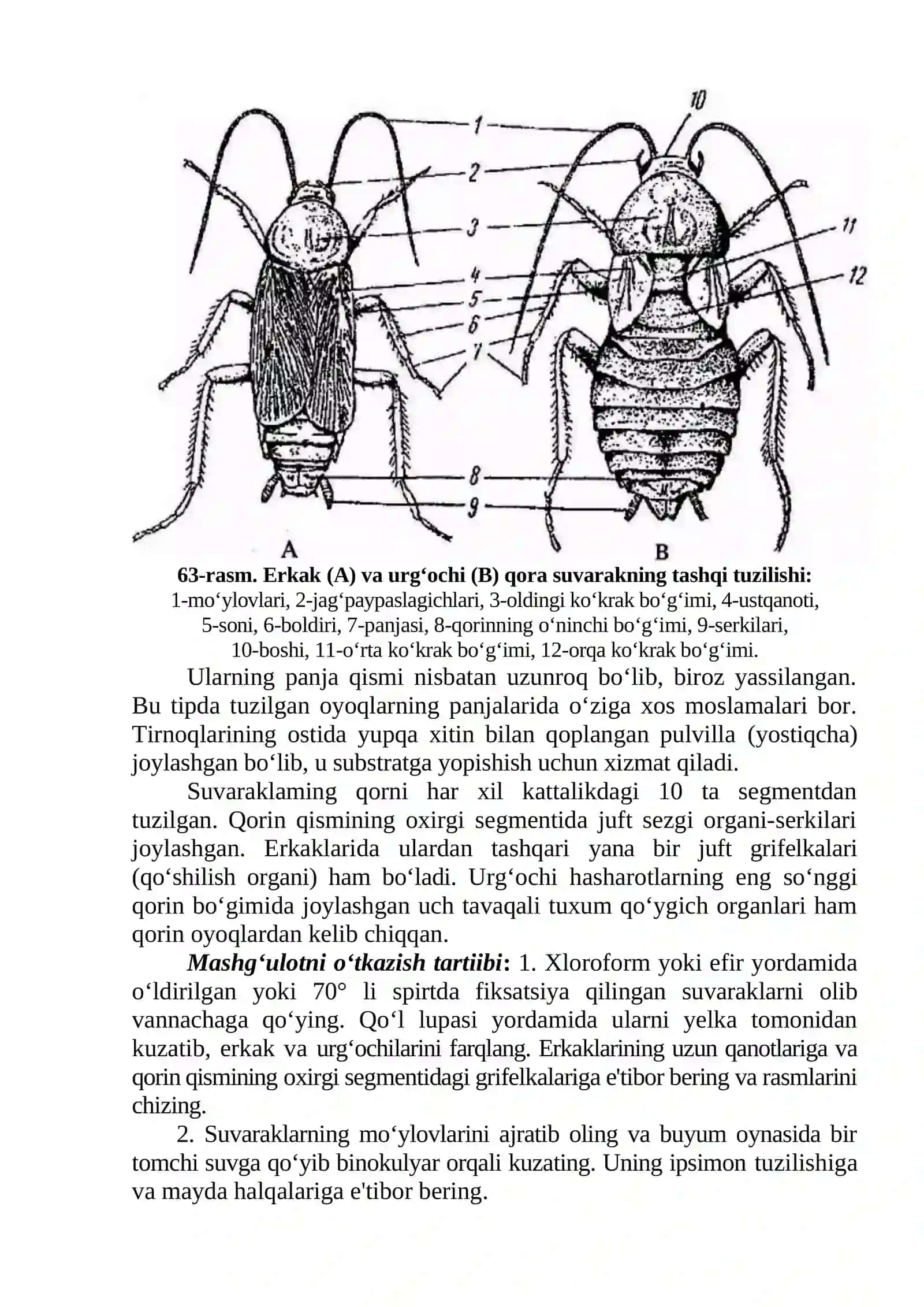 Qora suvaraklar-Blattoidea 3