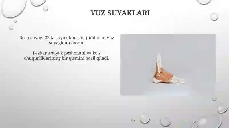 Yuz suyaklari anatomiya 3