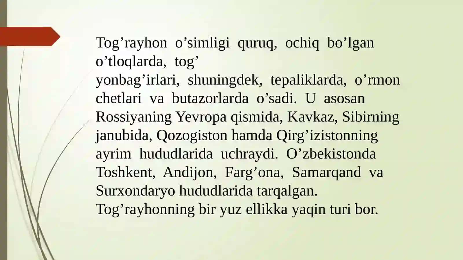 Mayda gulli tog‘ rayhon origanum-tytthanthum 3