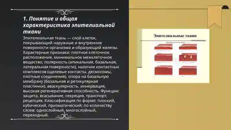 Эпителиальные ткани 3