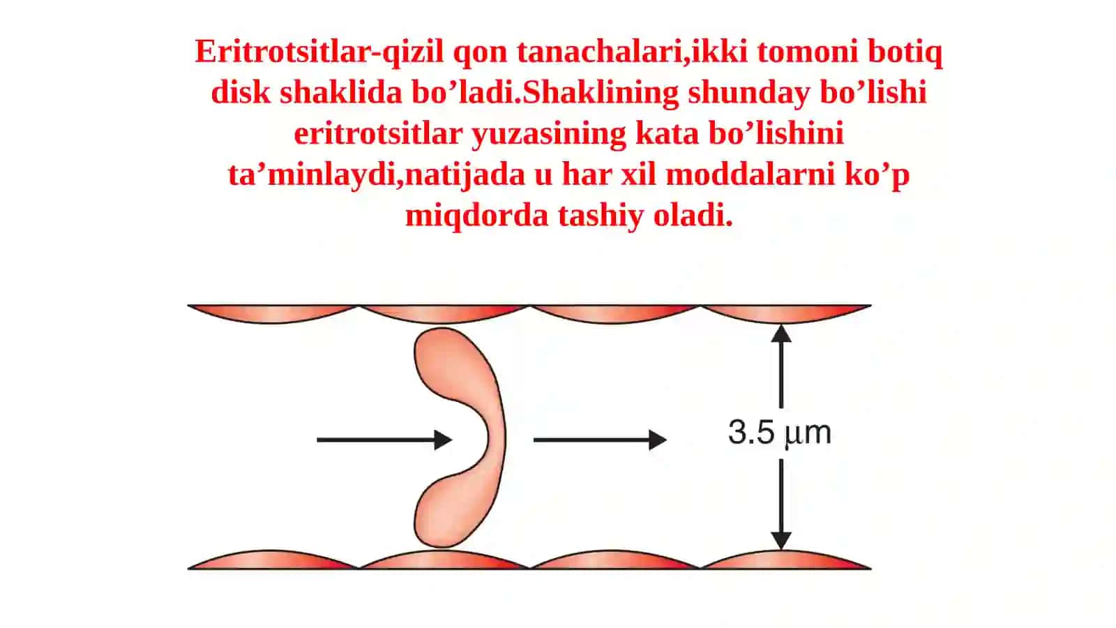 ERITROTSITLAR FIZIOLOGIYASI. GEMOGLABIN ERITROTSIT 3