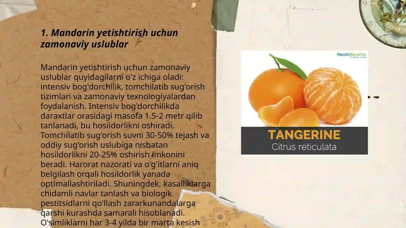 Mandarin yetishtirish 3