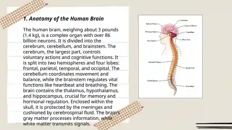 Anatomy of the Human Brain 3