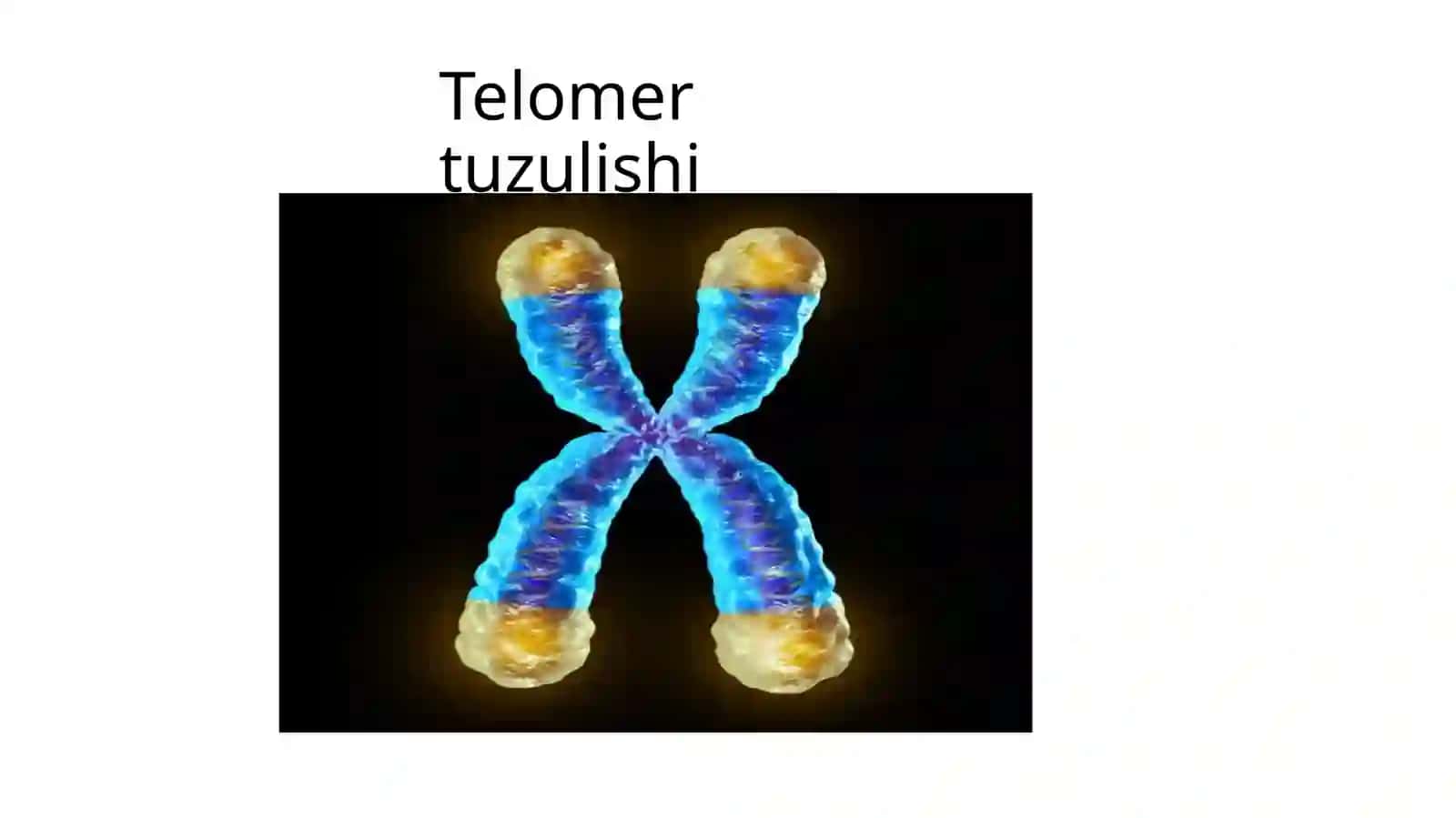 Telomervatelomeraza:qarishvao‘smajarayonlar 3