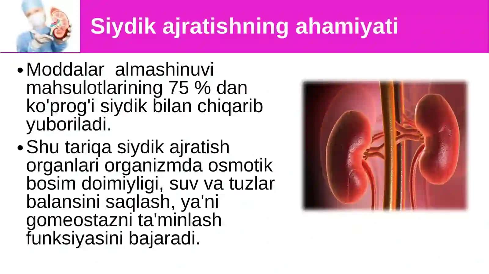 Siydikayrish organlarining tuzilishi 3