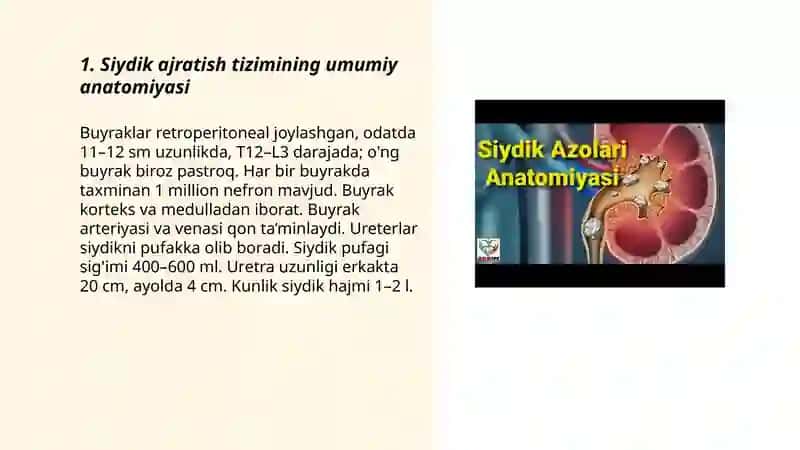 Siydik ajratish tizimi 3