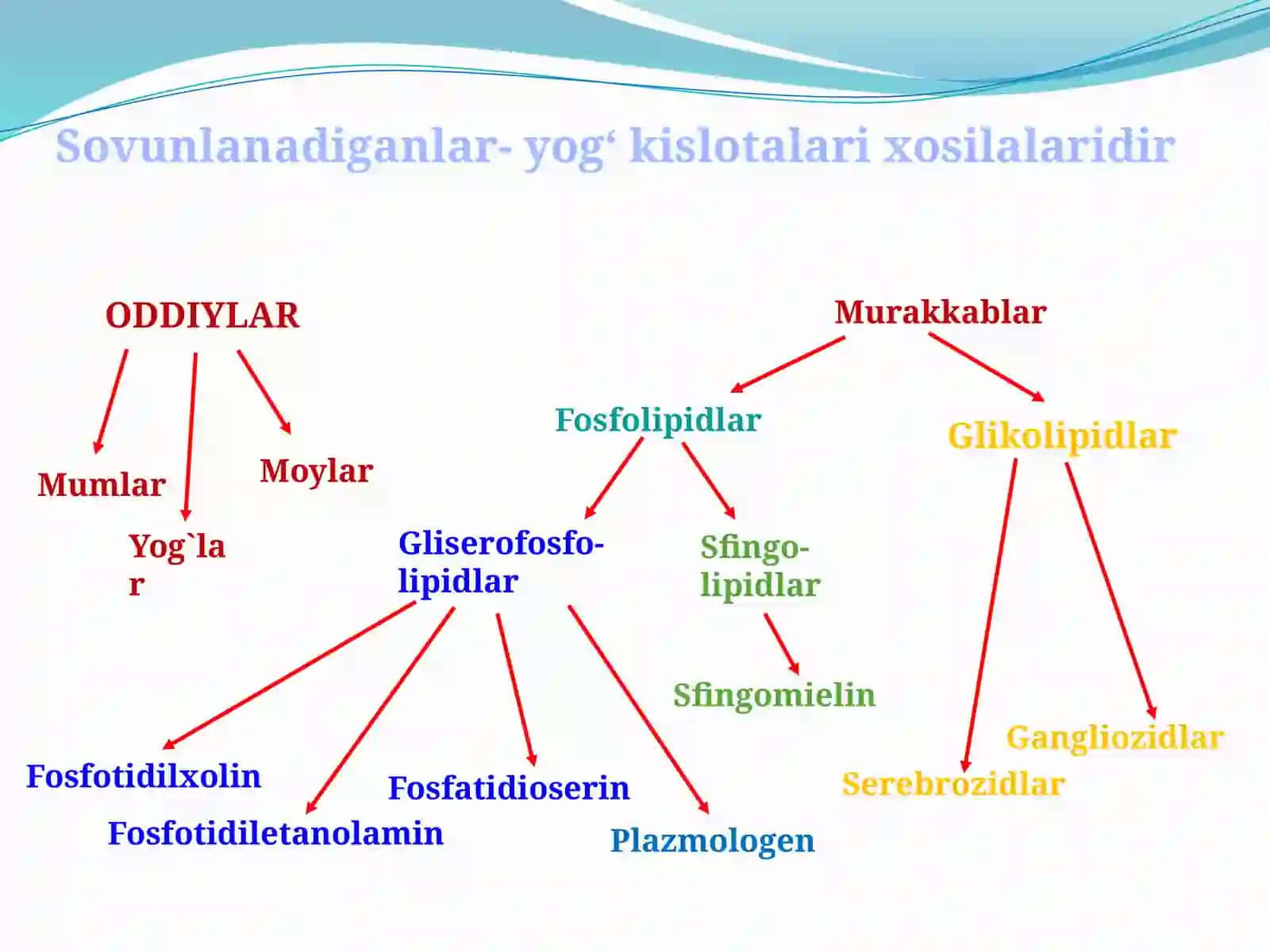 Lipidlarning tuzilishi, funksiyasi va metabolizmi 3